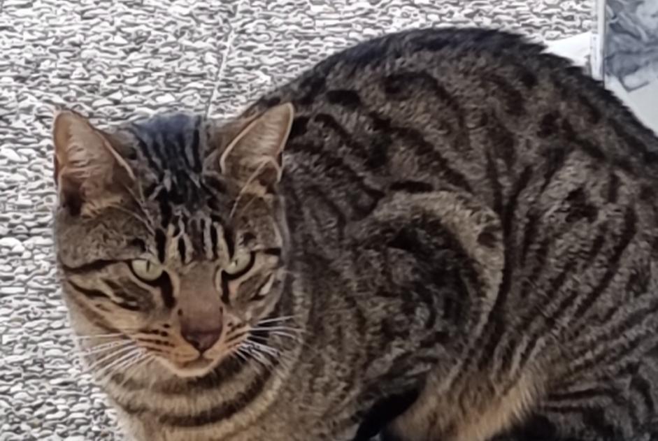 Alerta descoberta Gato Desconhecido Assens Switzerland